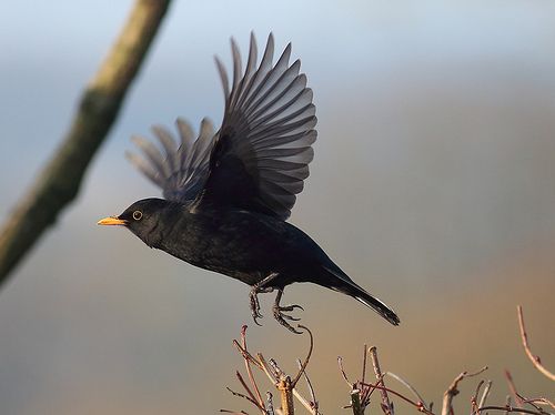 Blackbird , male